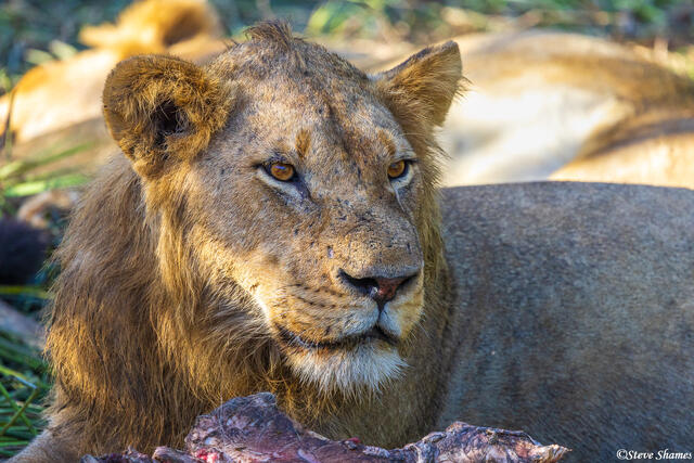 Sabi Sand-Lion Close Up print