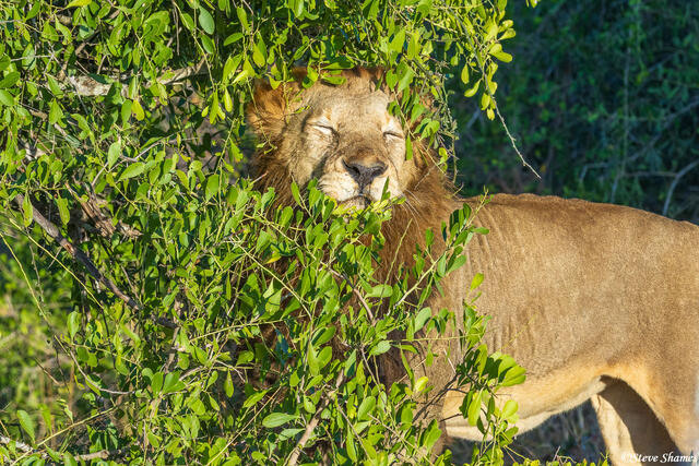 Sabi Sand-Lion in Bush print