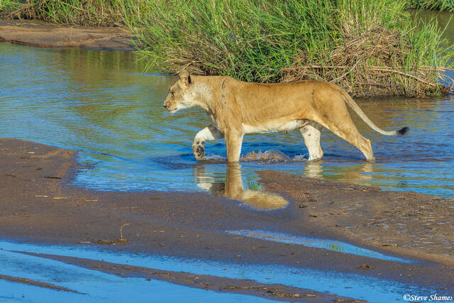 Sabi Sand-Lioness Crossing River print