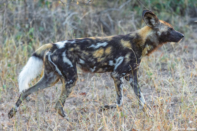 Sabi Sand-Painted Wolf print