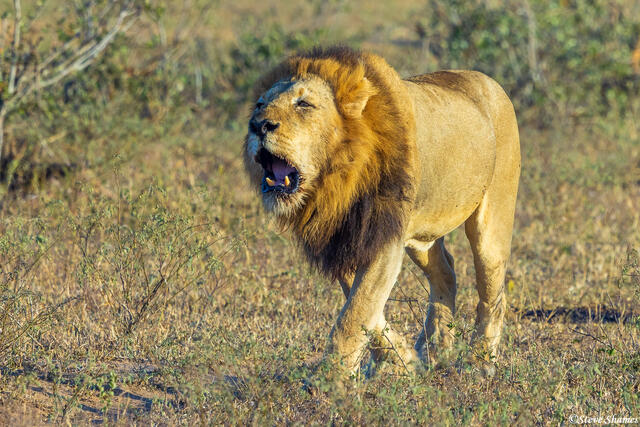 Sabi Sand-Roaring Lion print