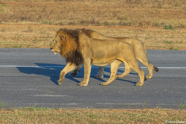 Sabi Sand-Two Big Male Lions print