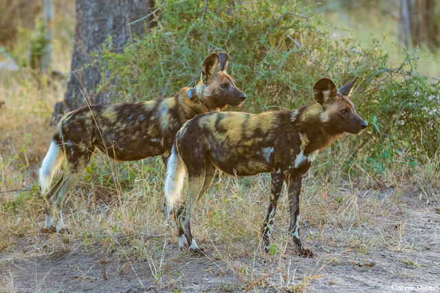 Sabi Sand-Wild Dogs print