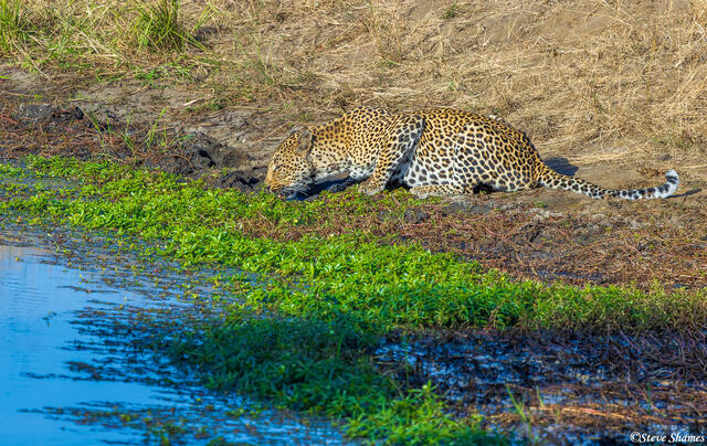 Sabi Sands-Leopard Drinking print