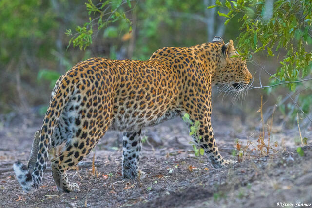 Sabi Sands-Leopard Walking print