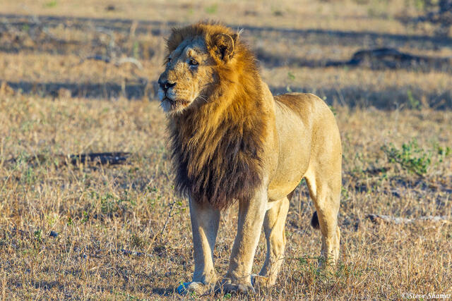 Sabi Sands-Lion print