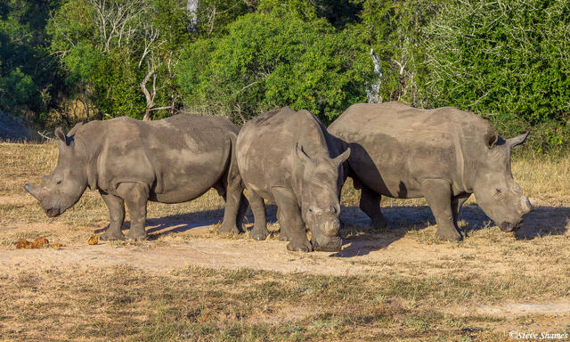 Sabi Sand-Three Rhinos print