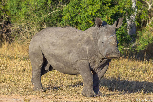 Sabi Sand-White Rhino print