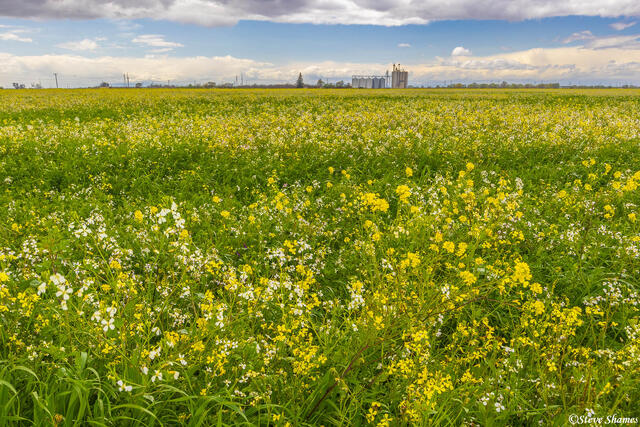 Sacramento County Spring Scene print