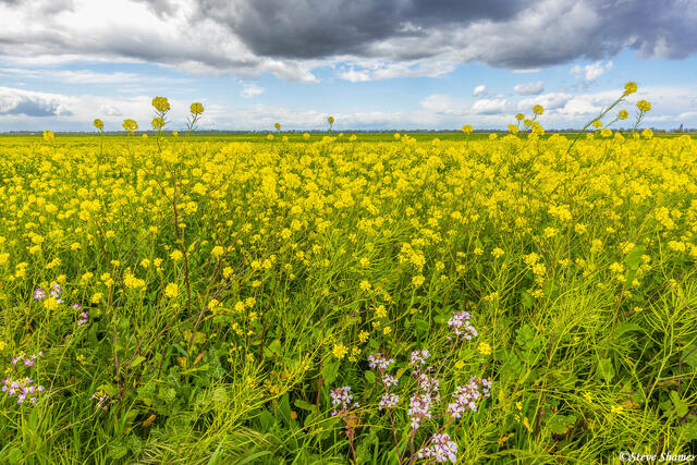Sacramento County Wild Mustard print