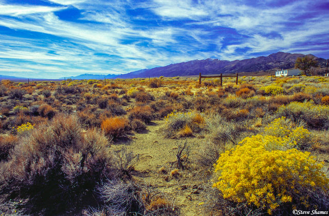 Sagebrush print
