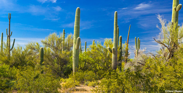 Saguaro Desert Scene print