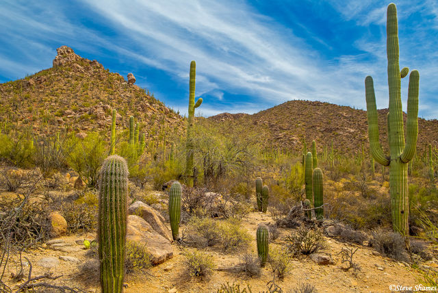 Saguaro National Park print