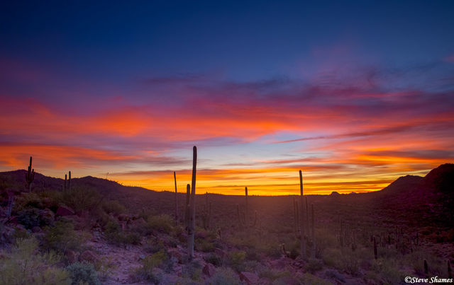 Saguaro Sunset print