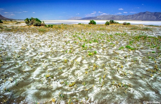 Salty Ground print