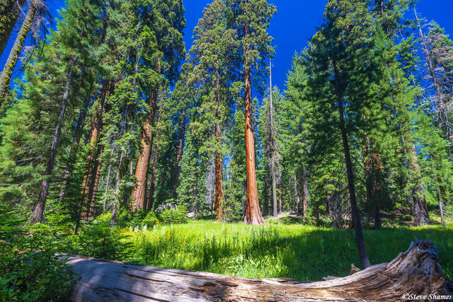 Sequoia Scene print