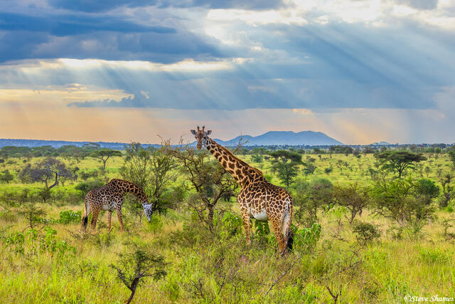 Serengeti--African Giraffes print