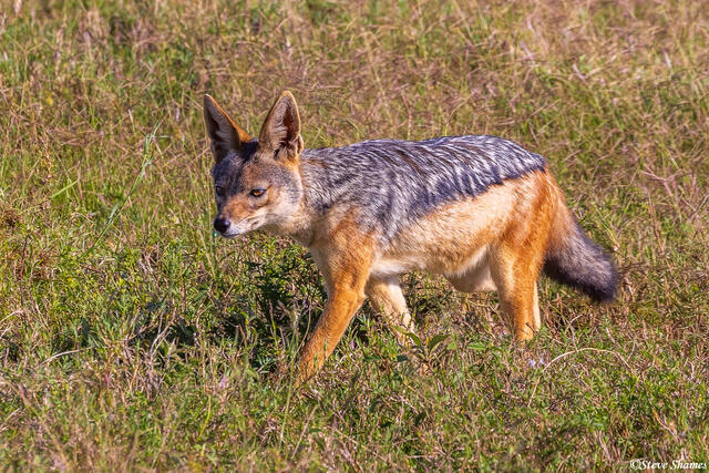 Serengeti--African Jackal print