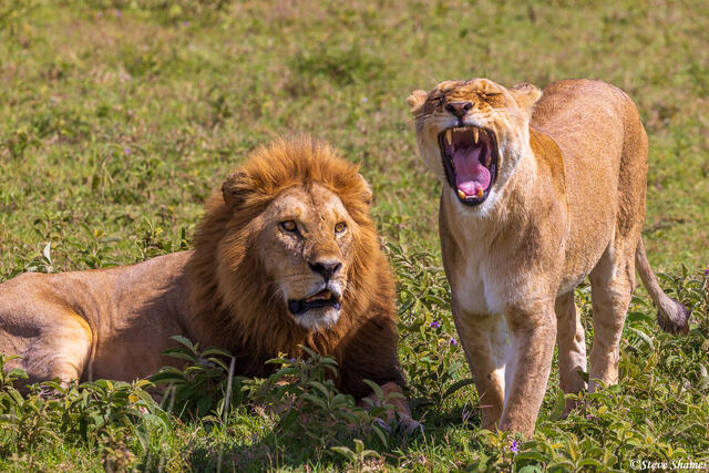 Serengeti--African Lion Couple print