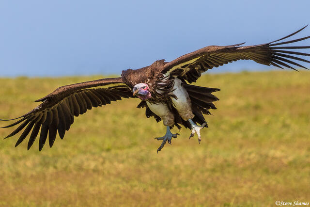 Serengeti--African Vulture print
