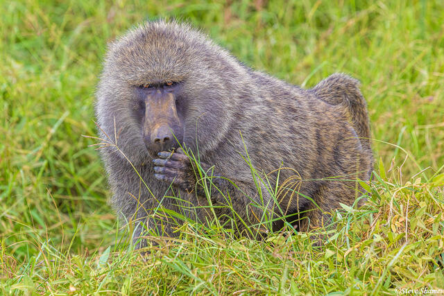 Serengeti--Baboon print