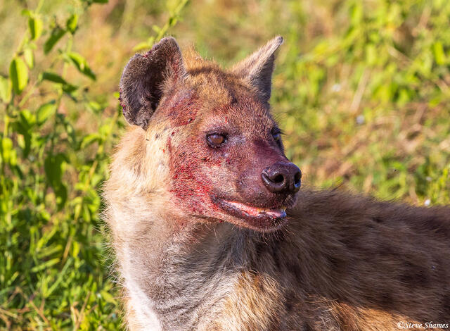 Serengeti--Bloody Hyena print