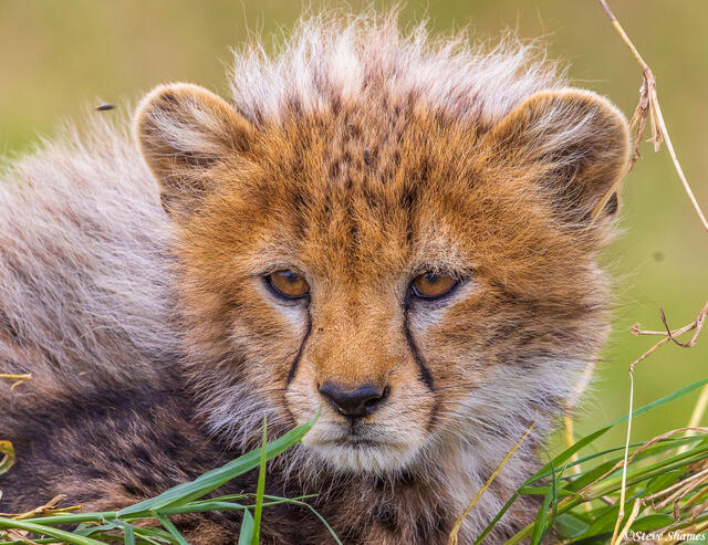 Serengeti--Cheetah Cub Close Up print