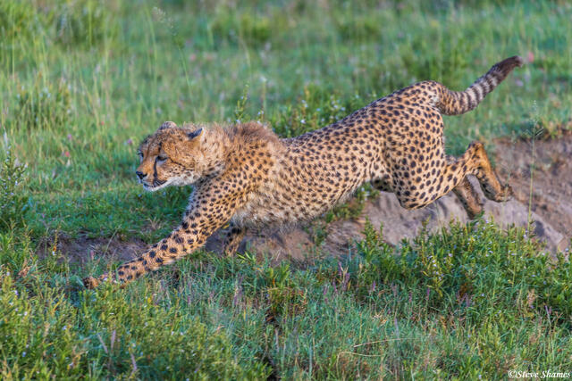 Serengeti--Cheetah Cub Playing print