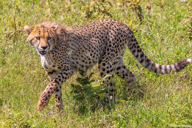 Serengeti--Cheetah Cub Walking print