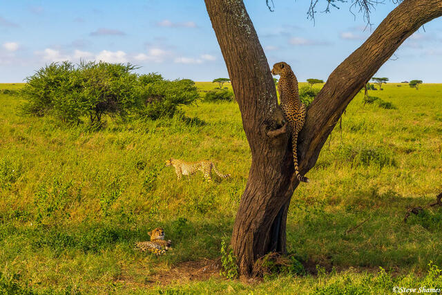 Serengeti--Cheetah in Tree print