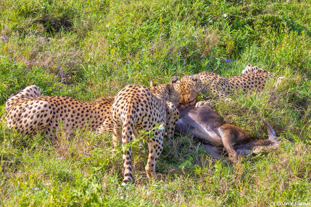 Serengeti--Cheetah Kill print