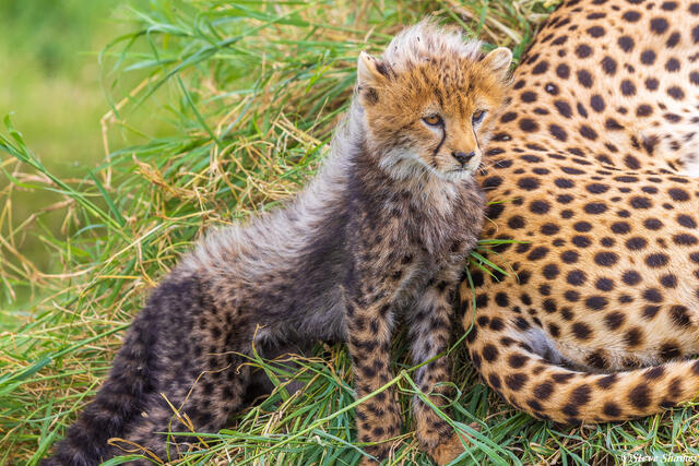 Serengeti--Cheetah Kitten print