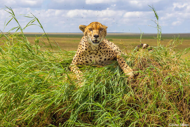 Serengeti--Cheetah Looking At Us print