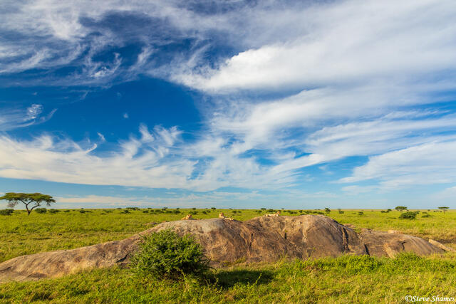 Serengeti--Cheetah Rock print