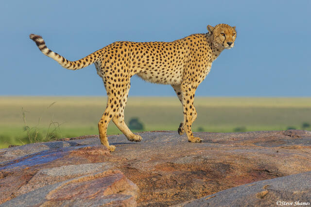 Serengeti--Cheetah Standing on Rock print