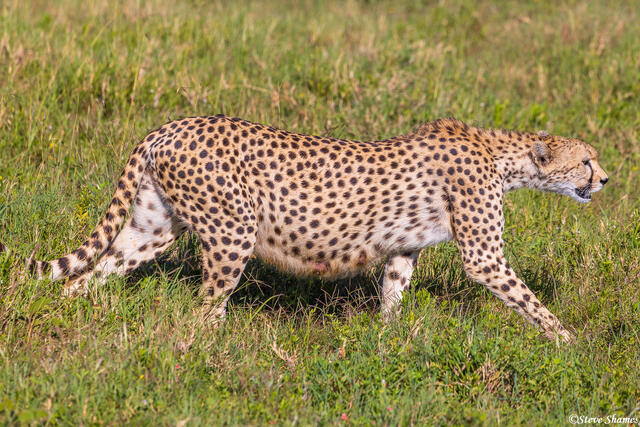 Serengeti--Fat Bellied Cheetah print