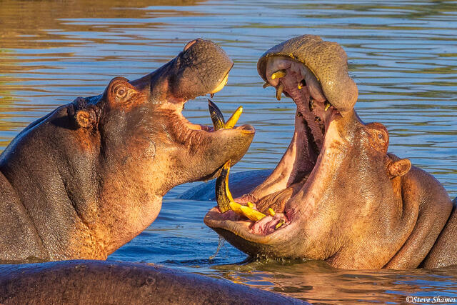 Serengeti--Fighting Bull Hippos print