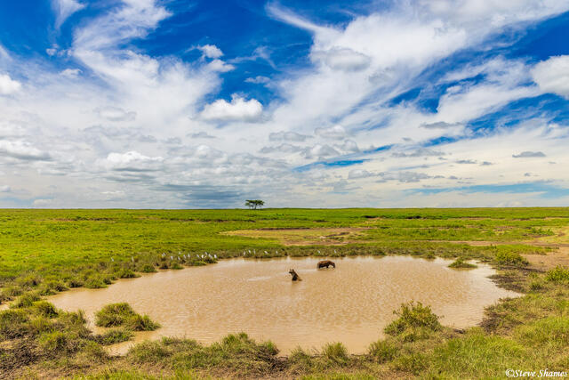 Serengeti--Hyena Bathtub print