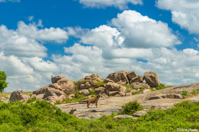 Serengeti--Hyena Rock print