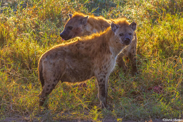 Serengeti--Hyenas at Sunrise print