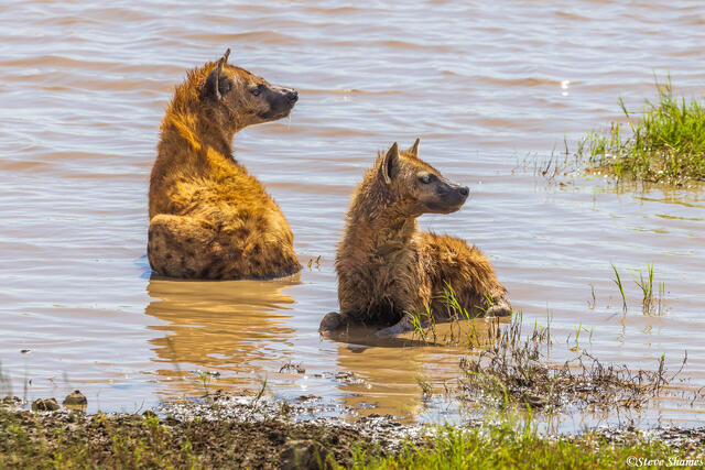 Serengeti--Hyenas in Water print