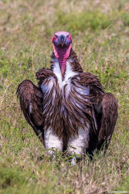 Serengeti--Lappet Faced Vulture print