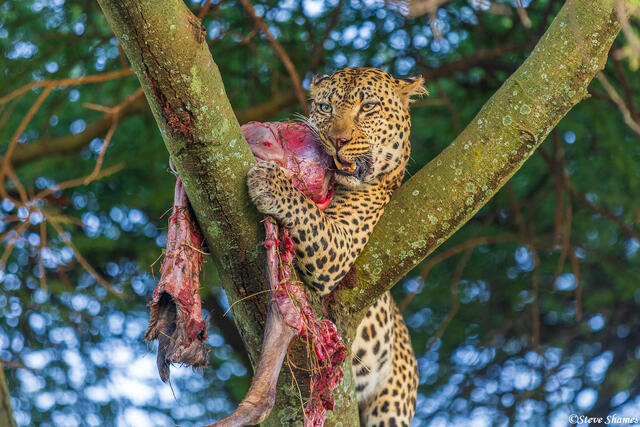 Serengeti--Leopard Eating print