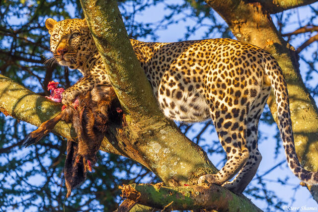 Serengeti--Leopard Meal in Tree print