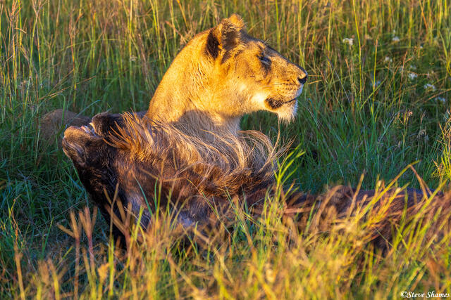 Serengeti--Lioness Kill print