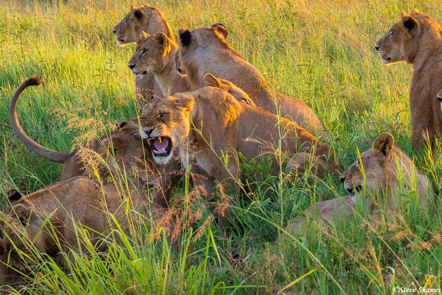 Serengeti--Lions by Road print