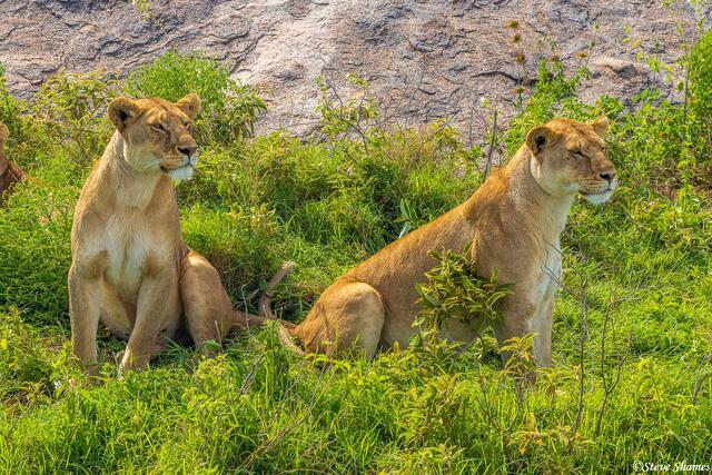 Serengeti--Lions Watching Zebras print