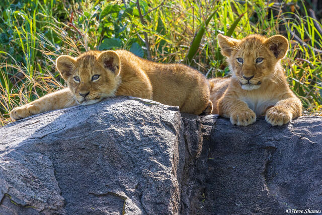 Serengeti--Little Lion Cubs print