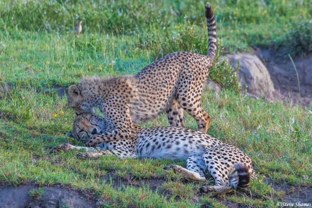 Serengeti--Mother Cub Cheetah Play print