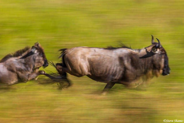 Serengeti--Running Wildebeests print